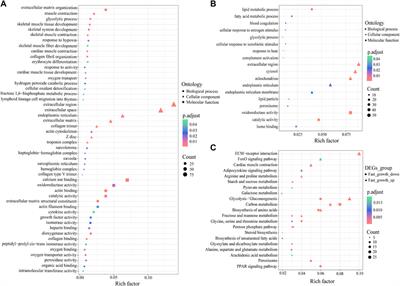 Muscle transcriptome analysis provides new insights into the growth gap between fast- and slow-growing Sinocyclocheilus grahami